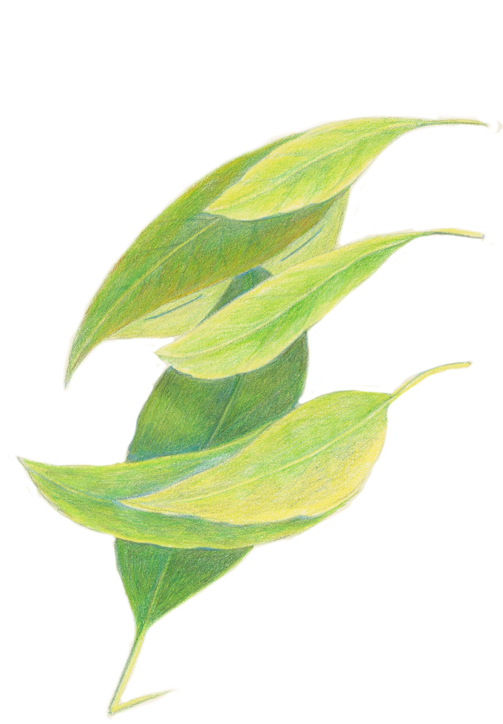 worlds-within-worlds-leaves